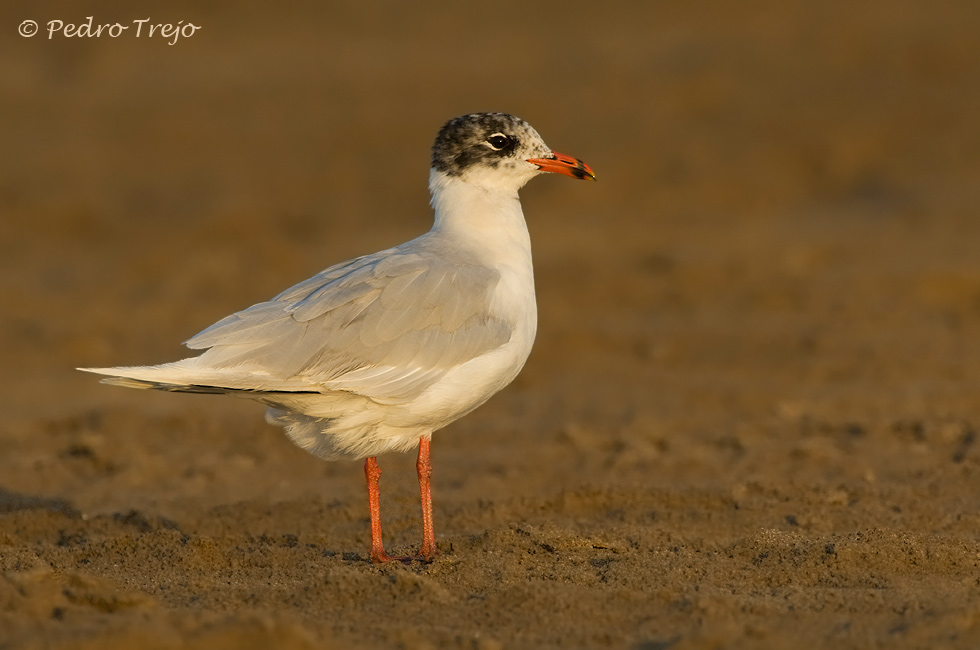 Gaviota cabecinegra (Larus melanocephalus)